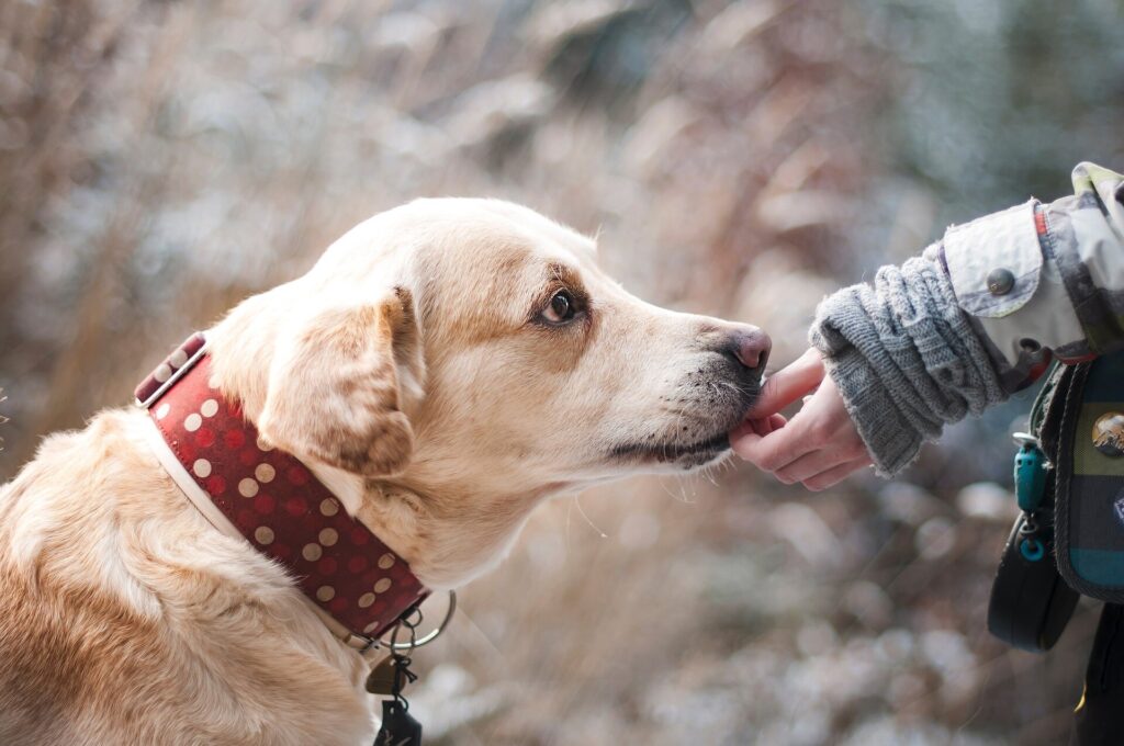 Canine Influenza