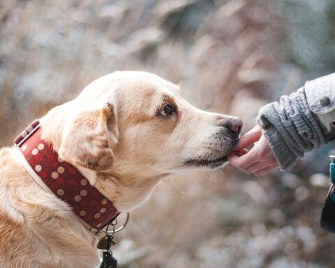 Canine Influenza