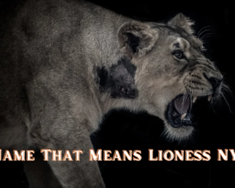 name that means lioness nyt